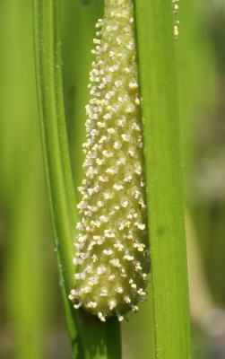 跡見群芳譜(野草譜 ショウブ)